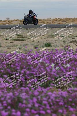 media/Jan-14-2023-SoCal Trackdays (Sat) [[497694156f]]/Turn 14 Exit Bloomig (145pm)/